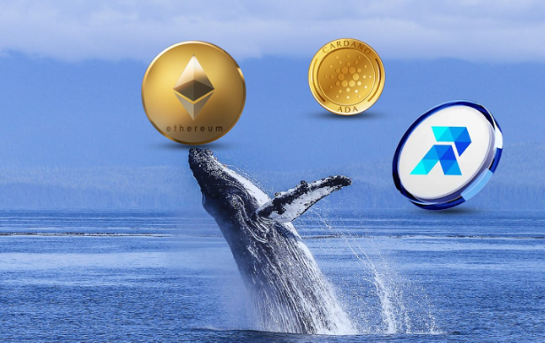 ethereum-(eth),-rco-finance-(rcof),-and-cardano-(ada)-record-unusual-hike-in-whale-activity